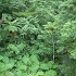 GJ125 350A