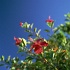 GJ152 350A